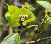 Sycoparrotia semidecidua - Schijnparrotia - 1