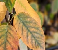 Amelanchier lamarckii - Krentenboompje - 1