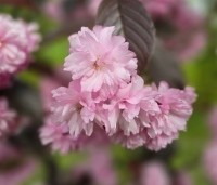 Prunus serrulata 'Royal Burgundy'  - Roodbladige sierkers - 3