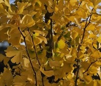 Ginkgo biloba 'Obelisk' - Japanse Notenboom 'Obelisk' - 2