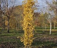 Ginkgo biloba 'Obelisk' - Japanse Notenboom 'Obelisk' - 1