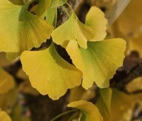 Ginkgo biloba 'Obelisk' - Japanse Notenboom 'Obelisk' - 3