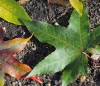 Liquidambar styraciflua - Amberboom - 1