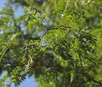 Gleditsia triacanthos 'Skyline' - Valse Christusdoorn 'Skyline' - 3
