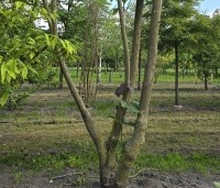 Catalpa erubescens 'Purpurea' - Purperkleurige trompetboom - 2