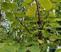 Tilia cordata 'Winter Orange' - Winterlinde - blad nazomer