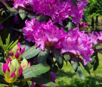 Rhododendron Roseum Elegans