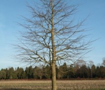 Tilia cordata kwekerij Ten Hoven Apeldoorn