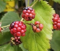 Rubus fruticosus 'Black Satin' - Doornloze braam 'Black Satin' - 1