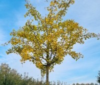 Ginkgo biloba 'Horizontalis' - Japanse notenboom 'Horizontalis' - 1