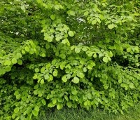 Corylus avellana - Gewone hazelaar - vogelbosje