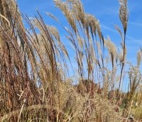 Miscanthus sinensis 'Kleine Silberspinne' - Prachtriet 'Kleine Silberspinne' - 2