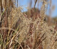 Miscanthus sinensis 'Kleine Silberspinne' - Prachtriet 'Kleine Silberspinne' - 1