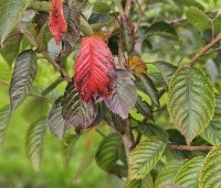 Prunus x yedoensis  - Yoshinokers - 2