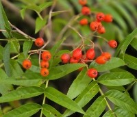 Sorbus 'Dodong' - Lijsterbes 'Dodong' - 1