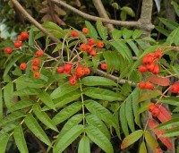 Sorbus 'Dodong' - Lijsterbes 'Dodong' - 2