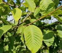 Ostrya carpinifolia - Hopbeuk - 1