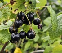 Ribes nigrum - Zwarte bes - 1