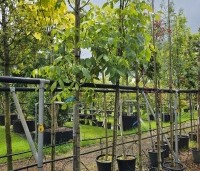 Juglans regia 'Plovdivski' - Walnoot 'Plovdivski' - 1