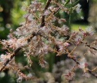 Tamarix tetrandra - Tamarisk - 1