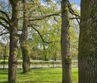 Quercus robur - Zomereik - 6