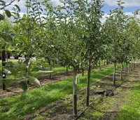 Malus dom. 'Jonagold' - Malus dom. 'Jonagold' - 4