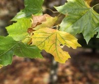 Platanus hispanica - Plataan - 2