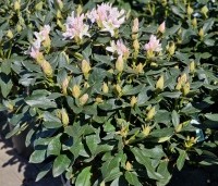 Rhododendron 'Cunningham's White' - Rododendron - 3