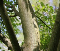 Acer Davidii volwassen boom