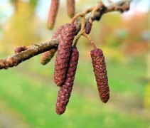 alnus Glutinosa