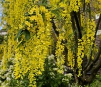 Laburnum wat. 'Vossii' - Goudenregen - 1
