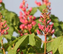 bloem Aesculus carnea 
