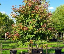 Liquidambar formosa 'Ellen'