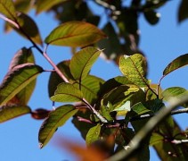 Prunus padus 'Colorata'