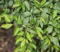 Prunus spinosa - Sleedoorn - blad in juli