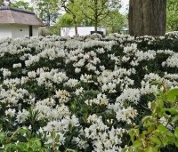 Rhododendron 'Cunningham's White' - Rododendron - 3