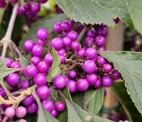 Callicarpa bodinieri 'Profusion' - Schoonvrucht - 1
