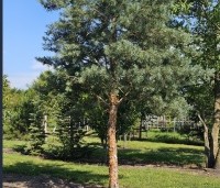 Pinus sylvestris 'Glauca' - Grove den 'Glauca' - 5