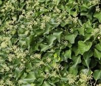 Hedera helix 'Arborescens' - Struikklimop - 1