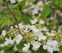 Viburnum plicatum 'St Keverne' - Japanse Sneeuwbal  'St Keverne' - 2