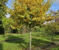 Sycoparrotia semidecidua - Schijnparrotia - 3