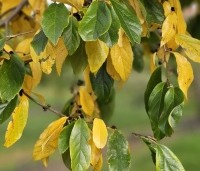 Sycoparrotia semidecidua - Schijnparrotia - 4
