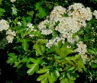 Crataegus monogyna - Eenstijlige meidoorn - 4