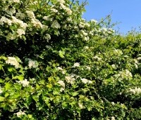 Crataegus monogyna - Eenstijlige meidoorn - 3