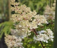 Hydrangea paniculata 'Vanille Fraise' - Pluimhortensia 'Vanille Fraise' - voorzomer