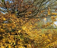 Carpinus betulus - Haagbeuk - 9