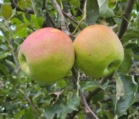 Malus dom. 'Lombarts calville' - Malus dom. 'Lombarts calville' - 1