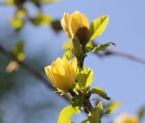 Magnolia Yellow Bird gele bloemen