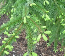 Picea Omorica