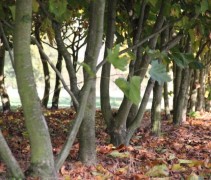 Platanus hispanica